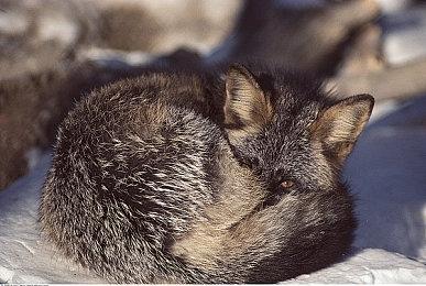 《刺客信条：英灵殿》“末日曙光”DLC现已推出 国区198元